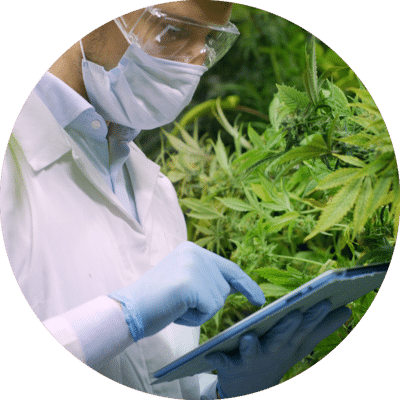 CBD ÖL: was ist wichtig zu wissen?