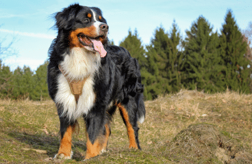 Milbemax Hund: Ein effektives Mittel zur Entwurmung deines Vierbeiners